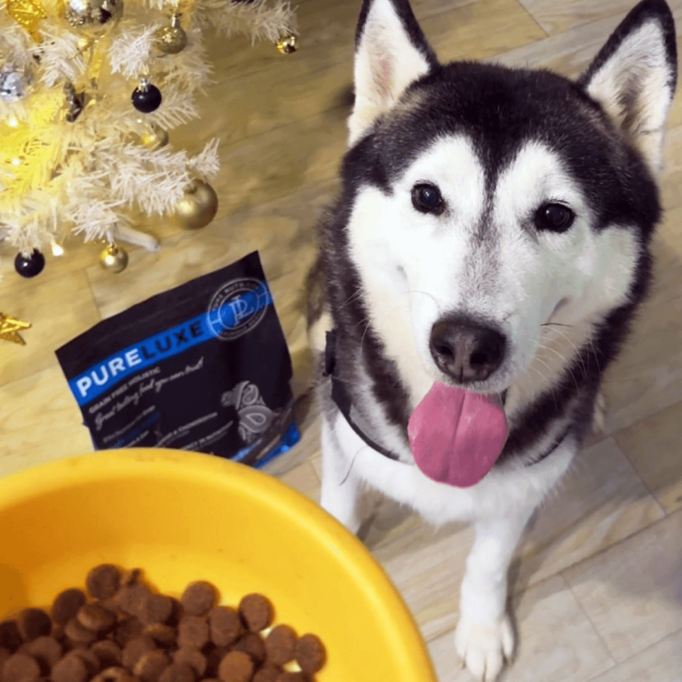 純華犬貓飼料-口碑推薦-wawa