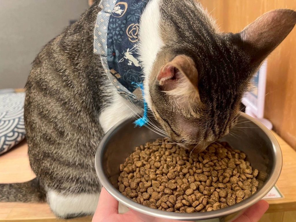 瘋寵玩家尬電開箱純華貓飼料評價