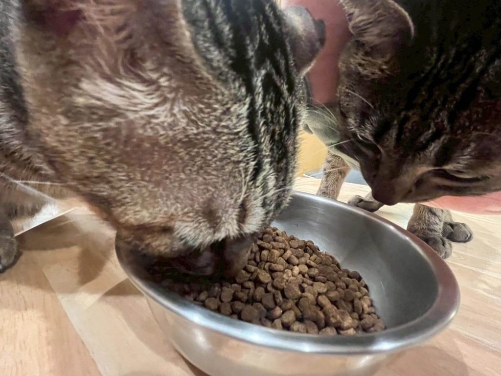 瘋寵玩家尬電開箱純華貓飼料評價