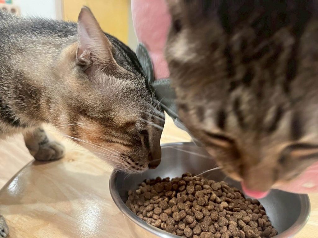 瘋寵玩家尬電開箱純華貓飼料評價