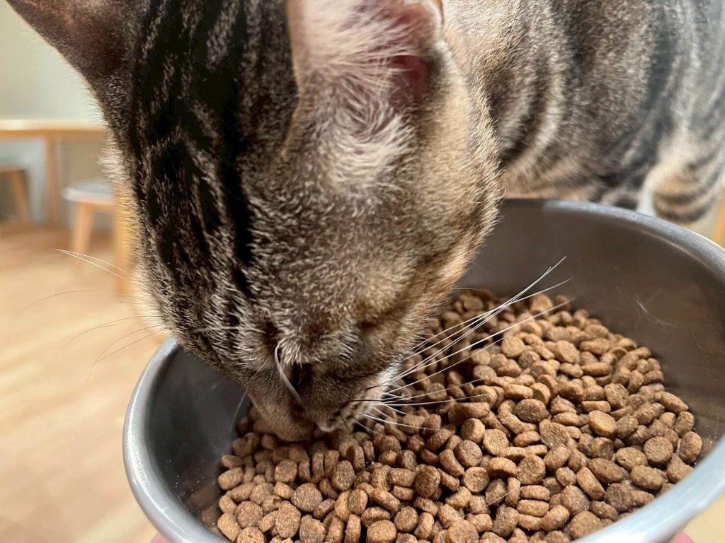 瘋寵玩家尬電開箱純華貓飼料評價
