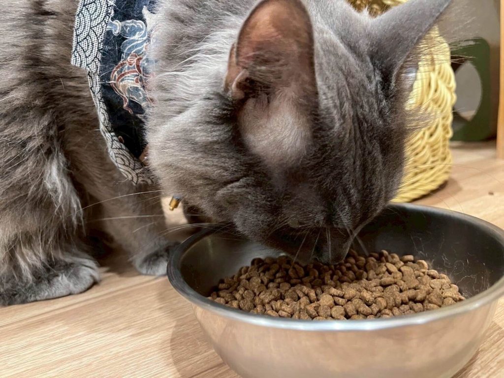 瘋寵玩家尬電開箱純華貓飼料評價