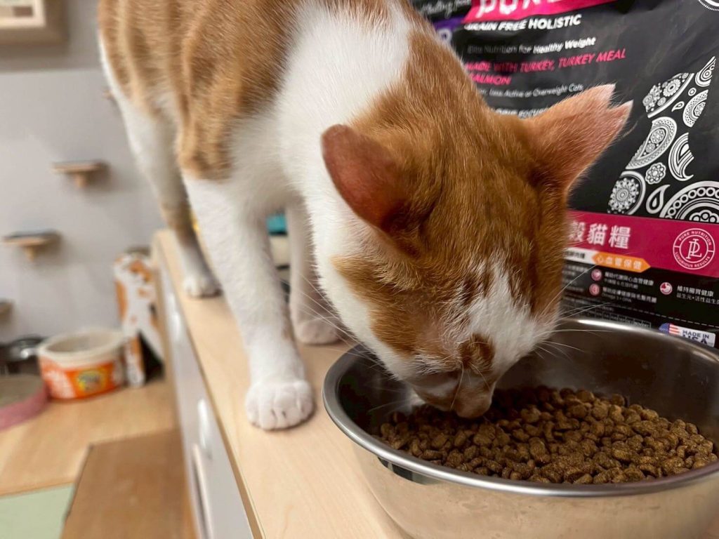 瘋寵玩家尬電開箱純華貓飼料評價