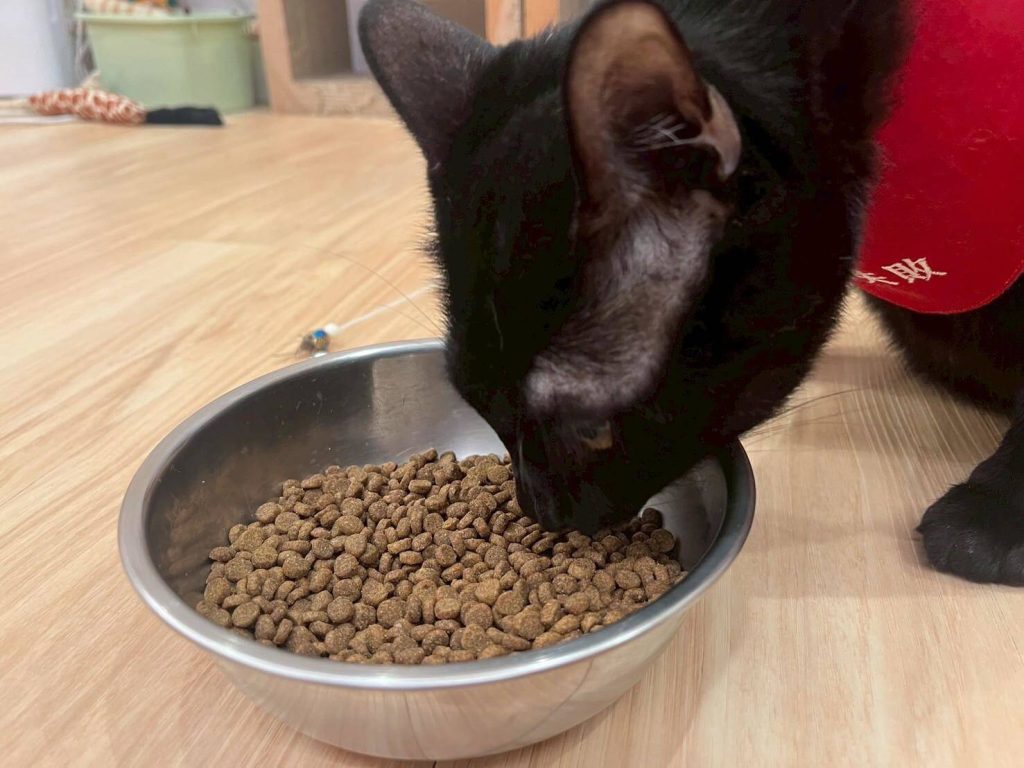 瘋寵玩家尬電開箱純華貓飼料評價