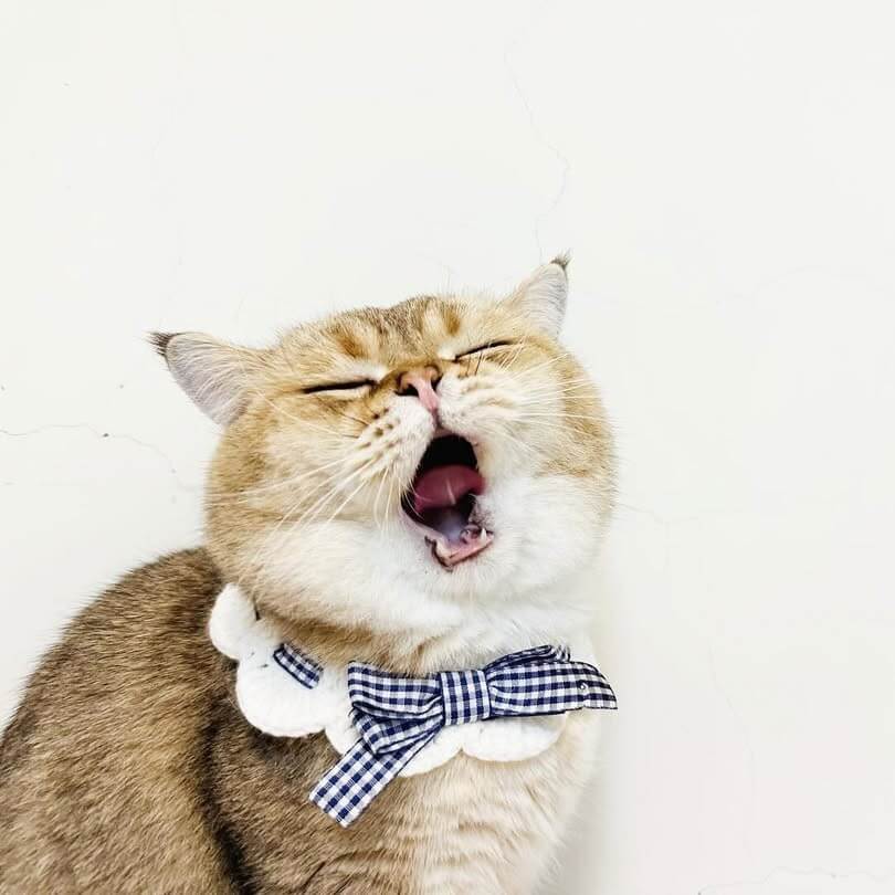 貓咪晚上喵喵叫