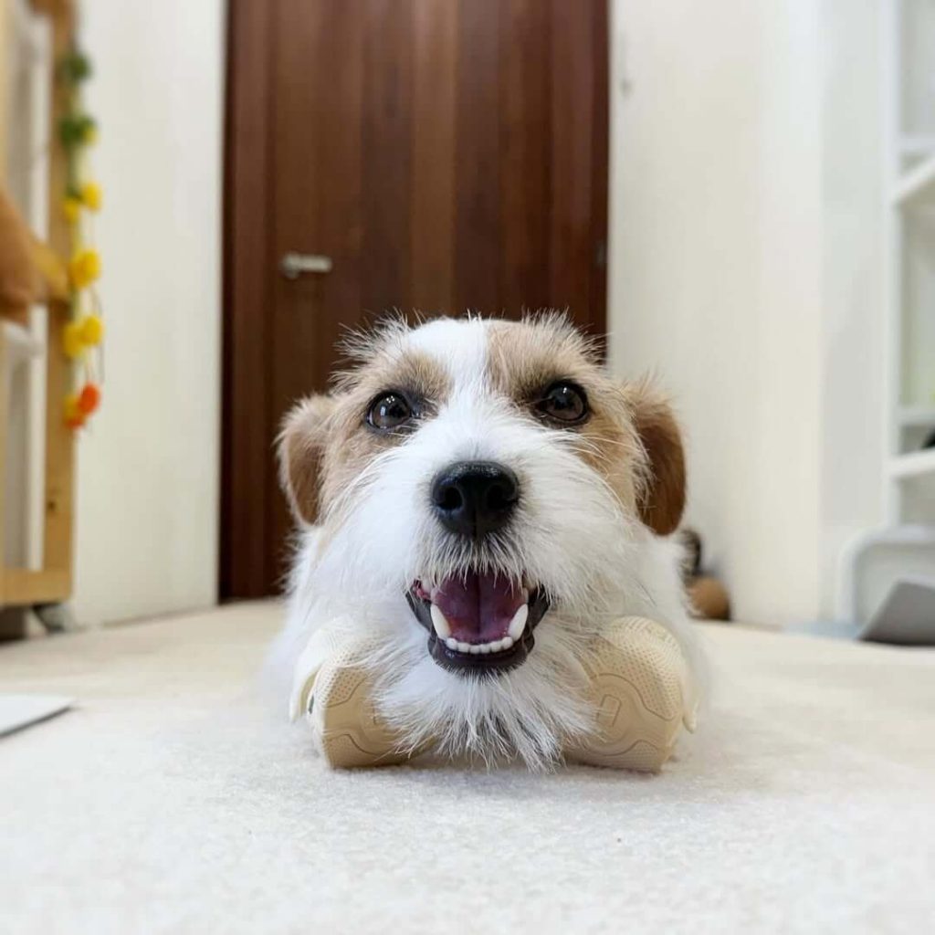 狗狗一直叫一直調皮搗蛋