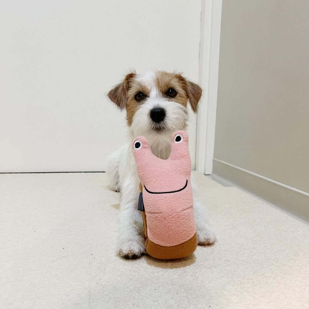 狗狗一直叫希望引起注意