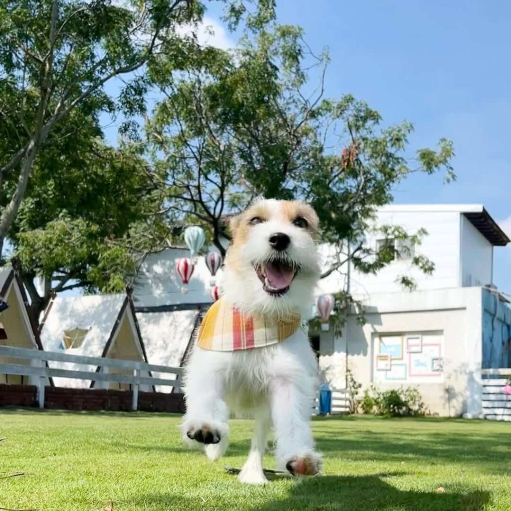 藍天白雲草地陽光和快樂的狗狗