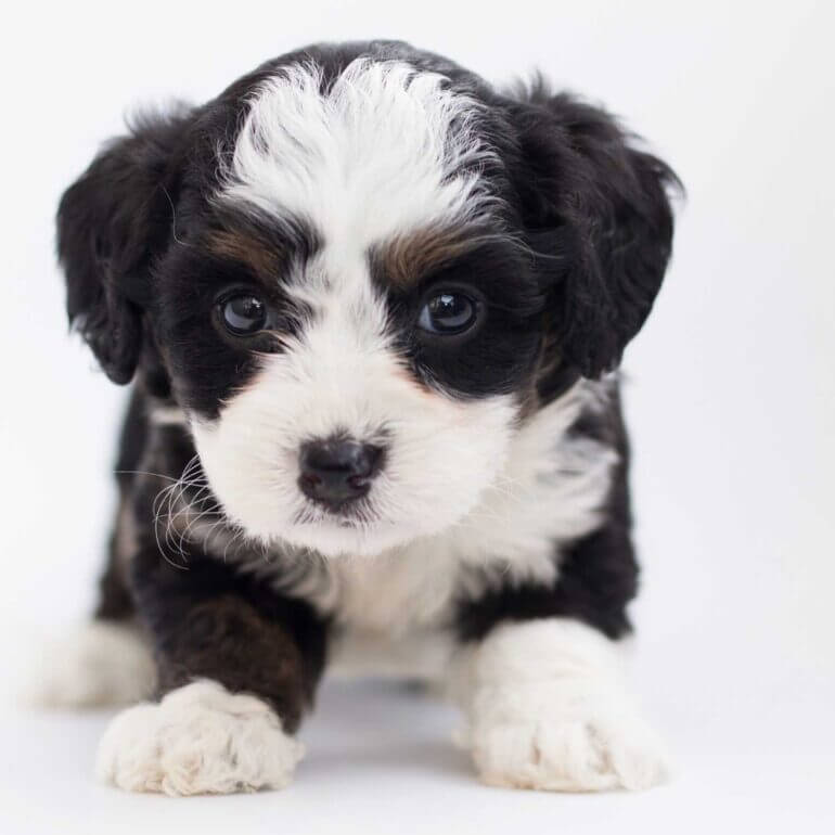 幼犬照顧指南