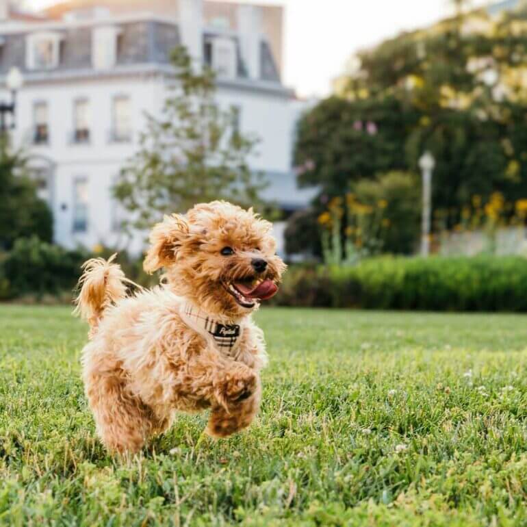 幼犬照顧指南