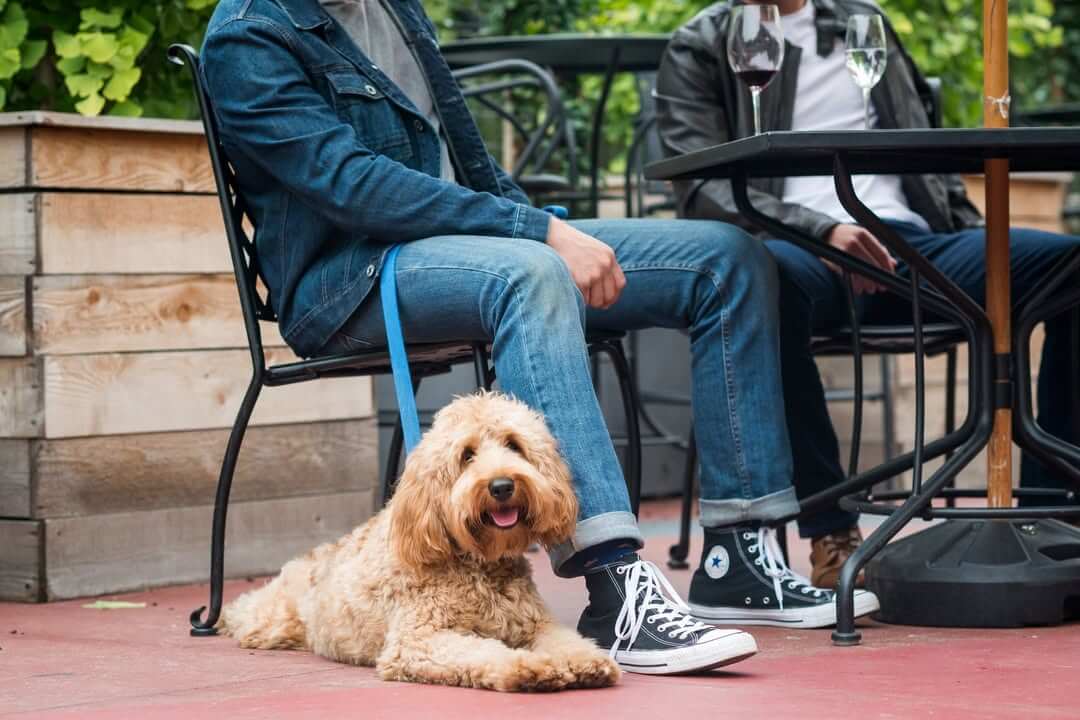 幼犬什麼時候可以到戶外散步