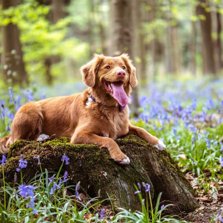 我的狗狗需要換成高齡犬老年犬飼料嗎