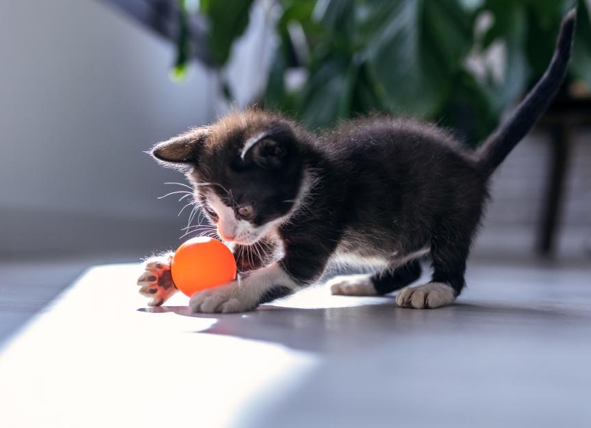 introduce-new-kitten-to-home