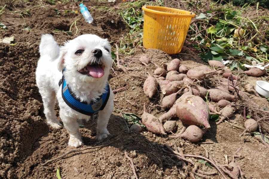 狗狗可以吃地瓜嗎？營養好處與注意事項-