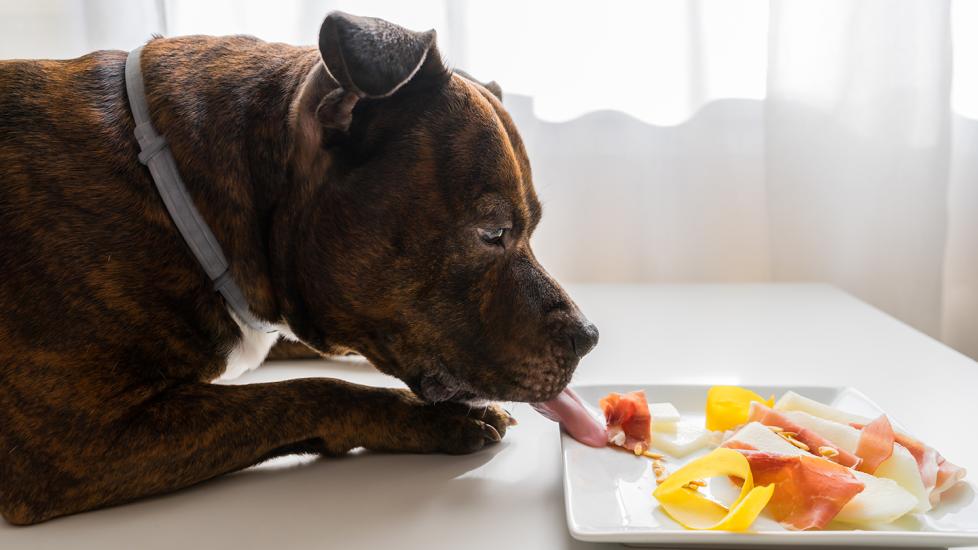 狗狗可以吃豬肉嗎？熟豬肉、骨頭、加工肉全解答
