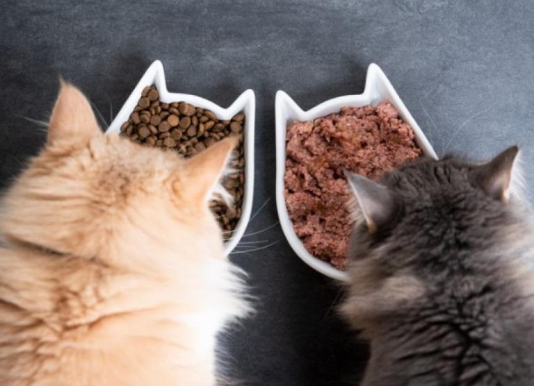 貓罐頭 (濕食) vs. 貓飼料 (乾糧)：哪一種貓食比較好？